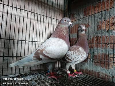 Breeder pair