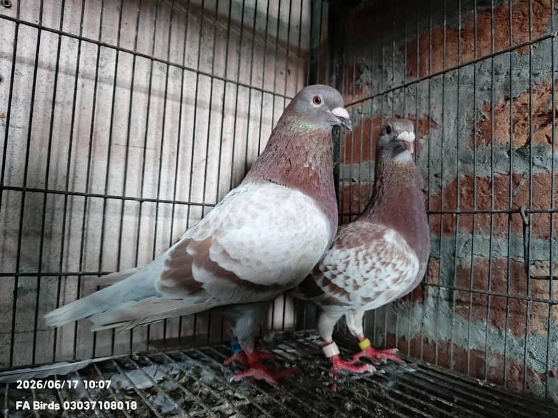 Breeder pair 0
