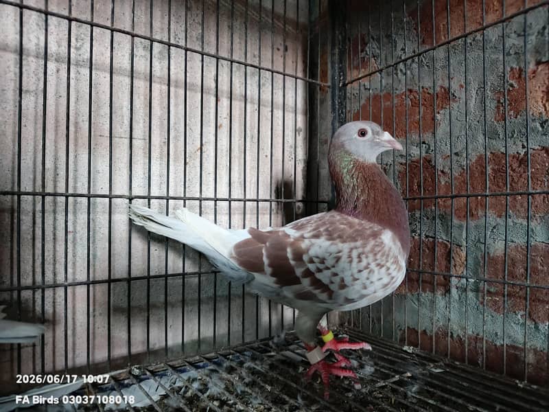 Breeder pair 1