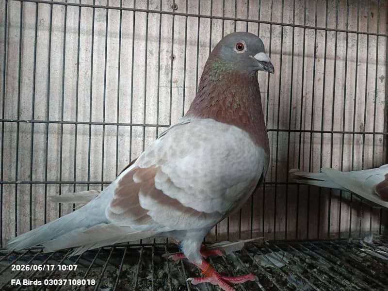Breeder pair 2