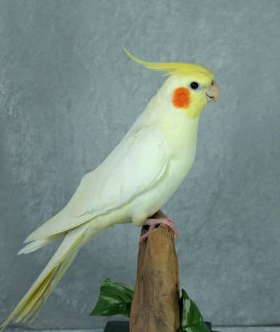 Common white coctail common coctails, lovebirds
