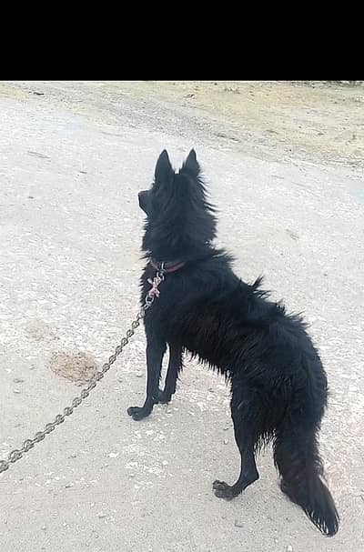 German Shepard for sale