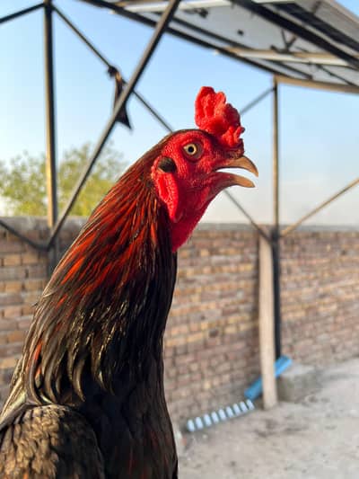 one eye breeder lakha high Quality