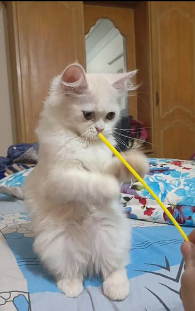 persian female/punch face/ home breed/cute kitten