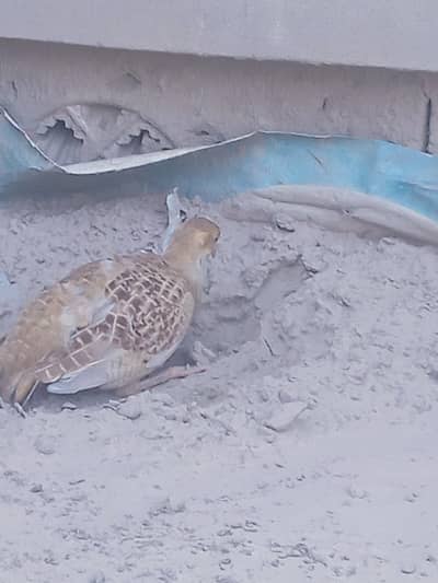 teetar breader female