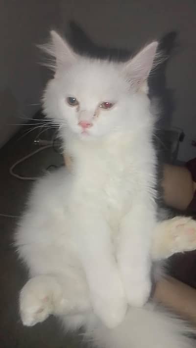 healthy female kitten available