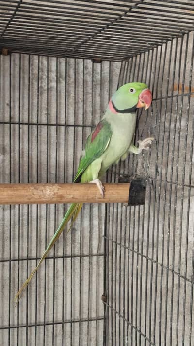 raw breeder male / call 03044488820