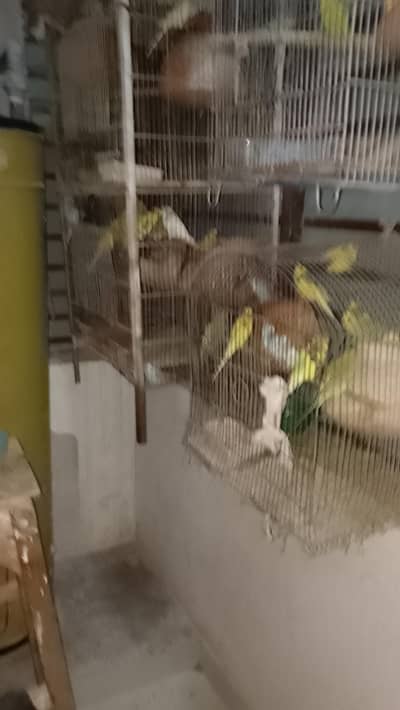 budgies