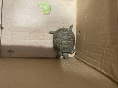 Russian tortoise