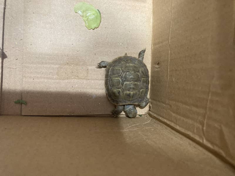 Russian tortoise 0