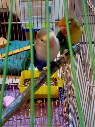 Lovebird parrots breeder pair with cage