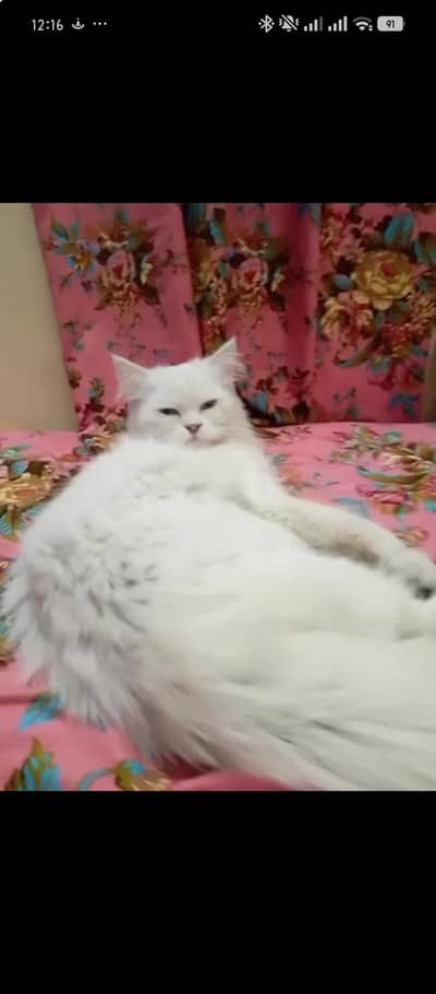 Persian cat available