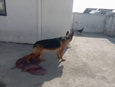 need to sell female dog