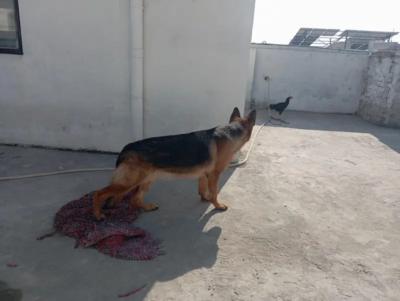 need to sell female dog