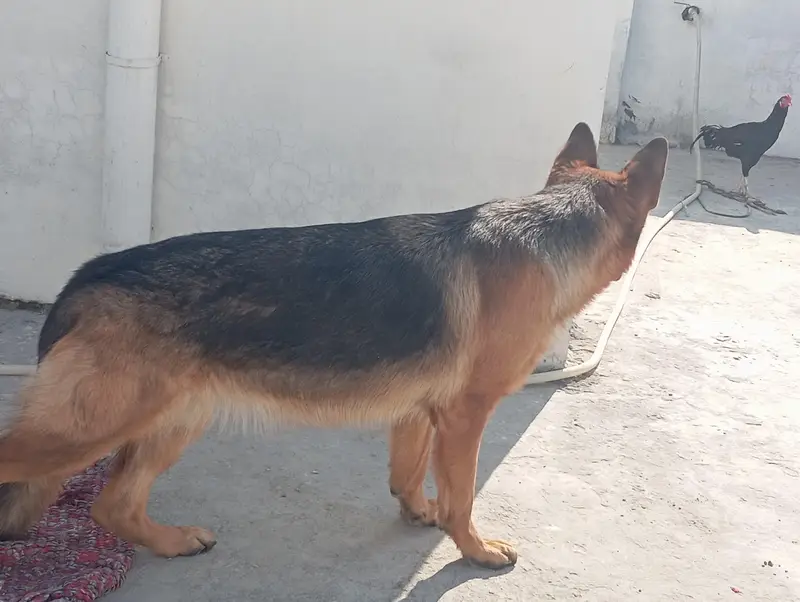 need to sell female dog — photo 2