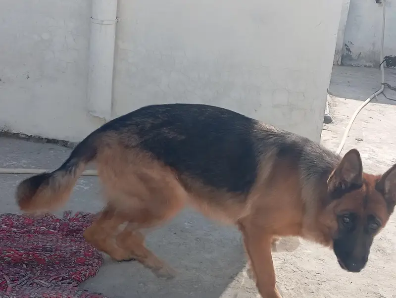 need to sell female dog — photo 3