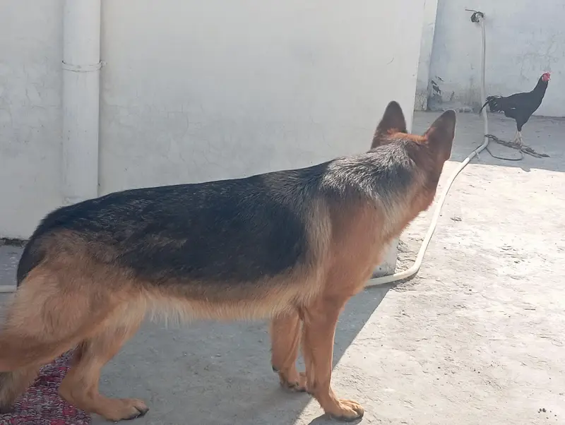 need to sell female dog — photo 4