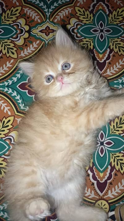 Persian kittens