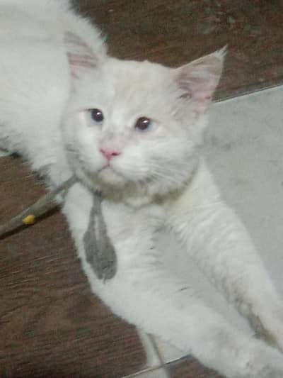 buat achi ha Persian cat