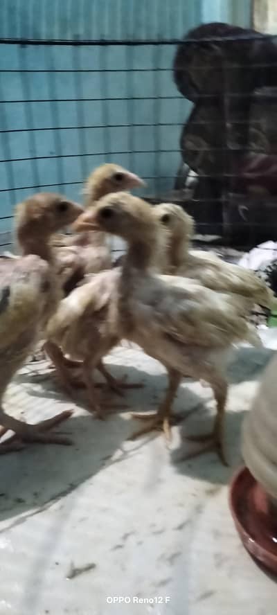 heera Aseel chicks for sale