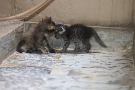 cat&kitten
