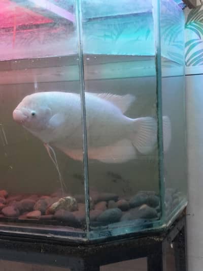 Premium 14-Inch Giant Gourami – Stunning Monster Tank Showpiece!