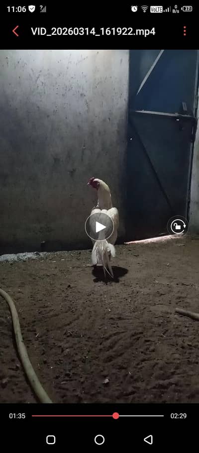 Aseel heera chicks  for sale /heera/paper white heera chicks
