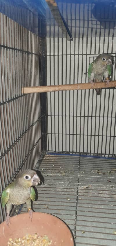 blue torquoise wfwc pair with dna 0321/44/35/484
