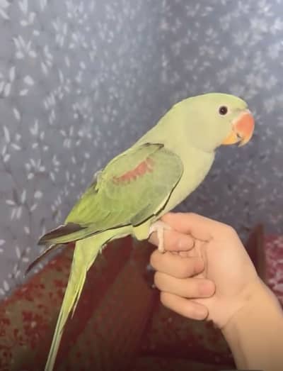 Male raw parrot