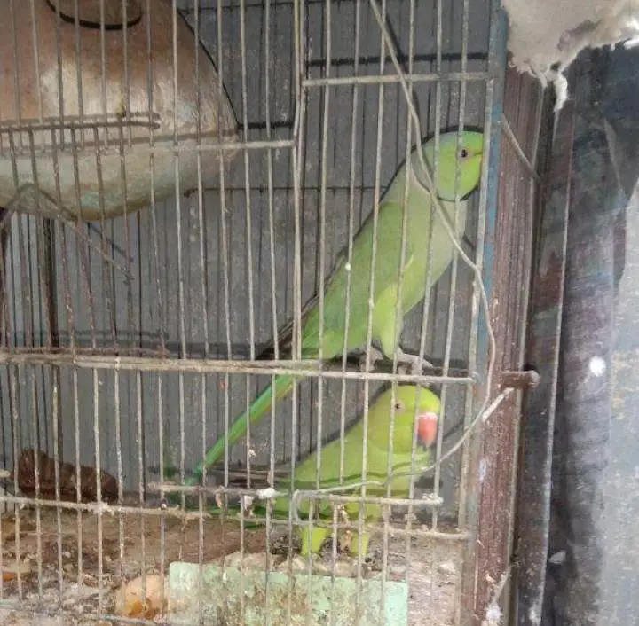 green parrot for sale — photo 2