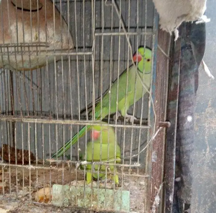 green parrot for sale — photo 3