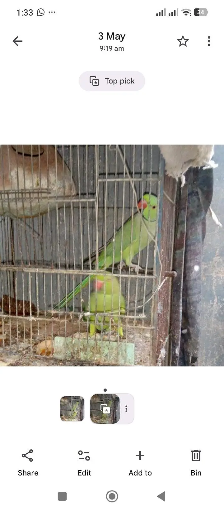 green parrot for sale — photo 4