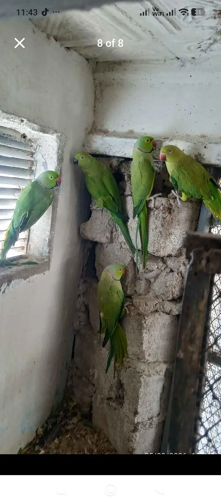 green parrot for sale — photo 5