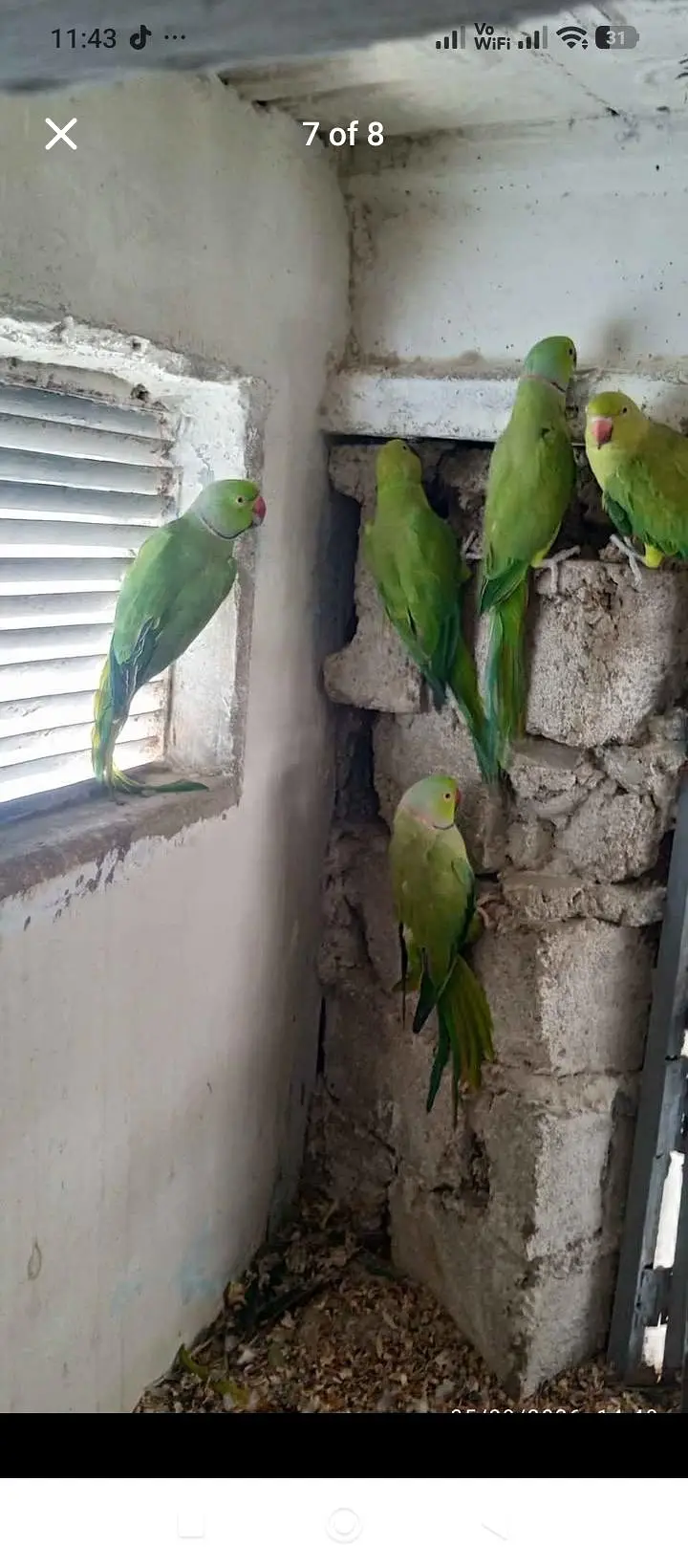 green parrot for sale — photo 6