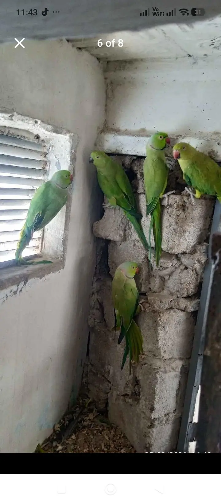 green parrot for sale — photo 7