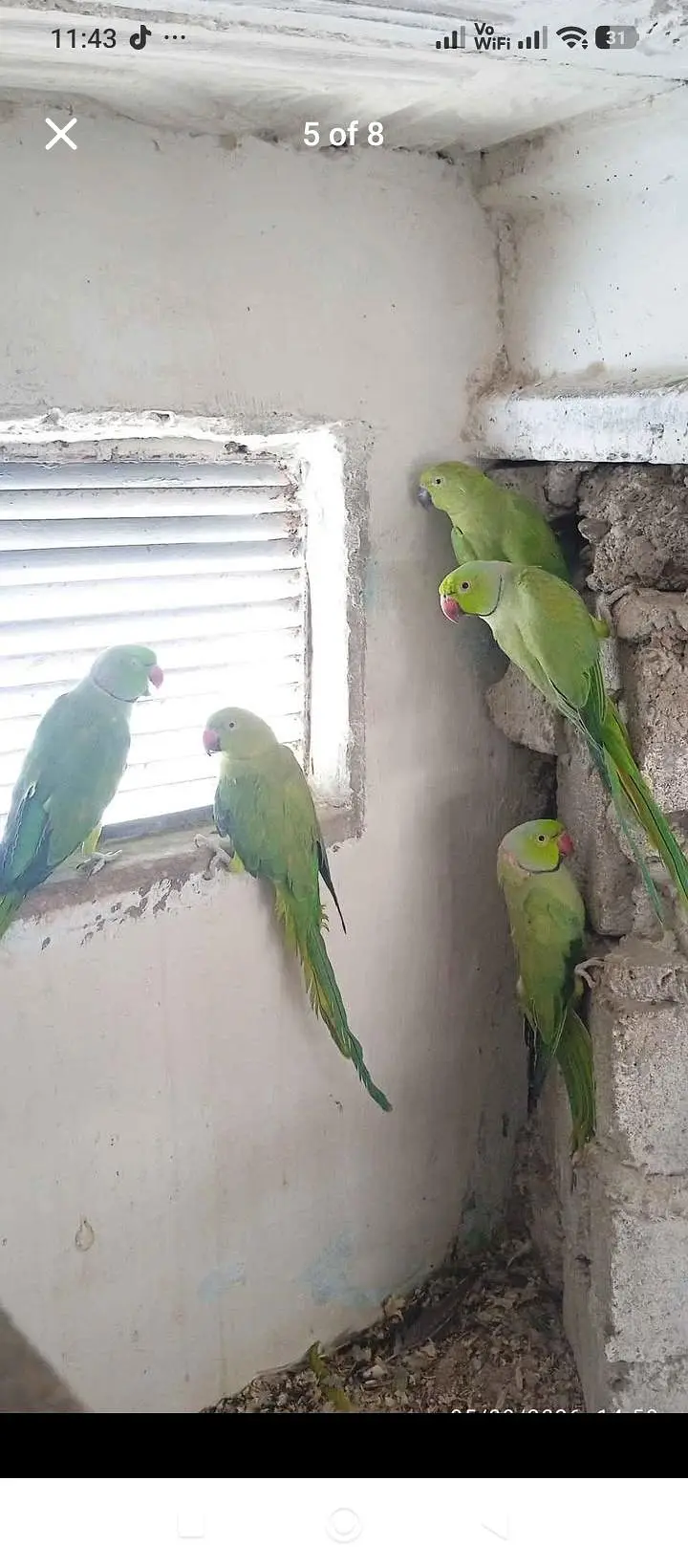 green parrot for sale — photo 8