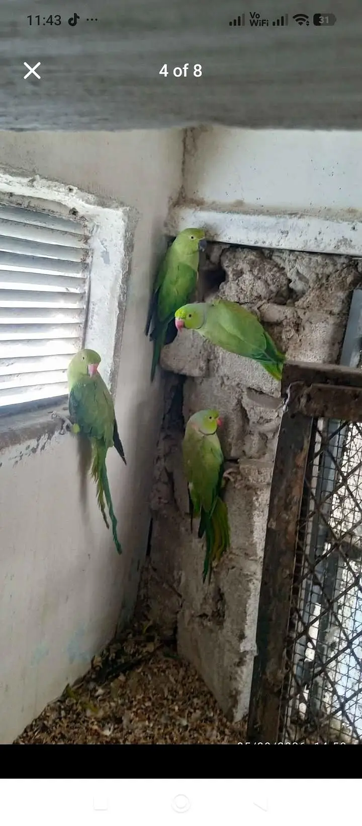 green parrot for sale — photo 9
