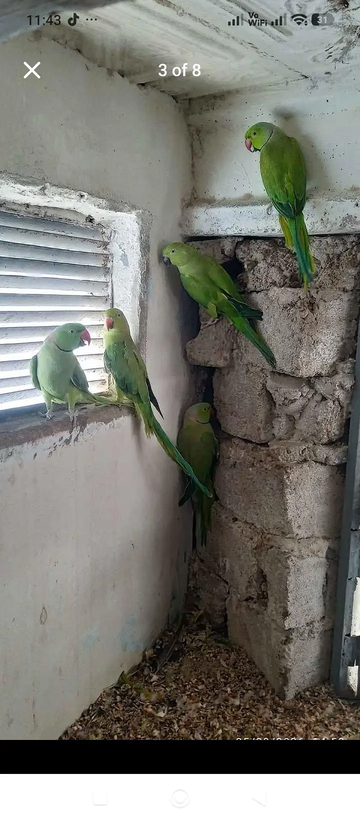 green parrot for sale — photo 10