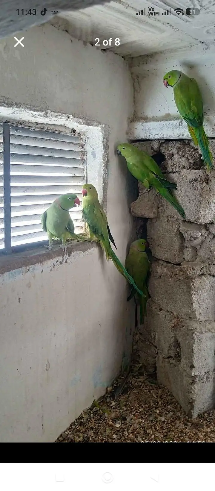 green parrot for sale — photo 11