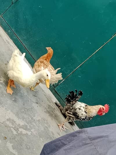 2hens & 1 Rooster