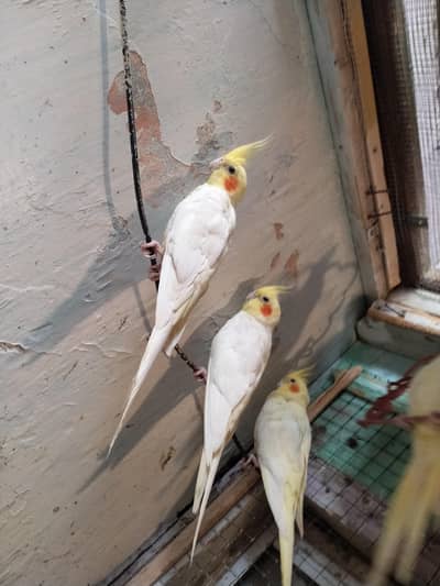 cream cockatiel breeder pair
