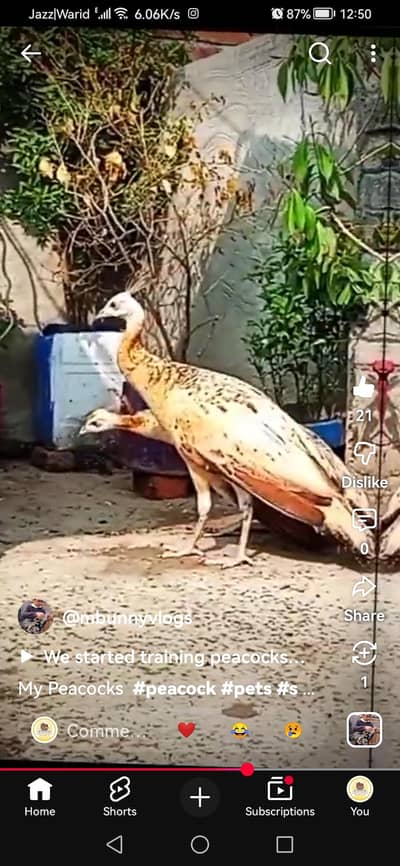 peacock