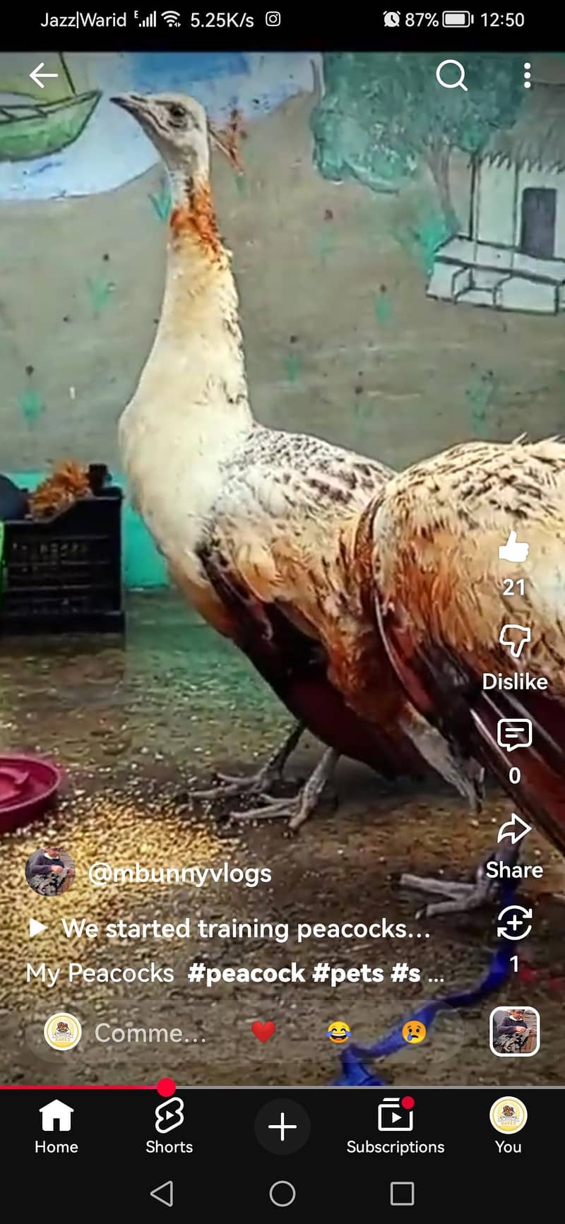 peacock 1