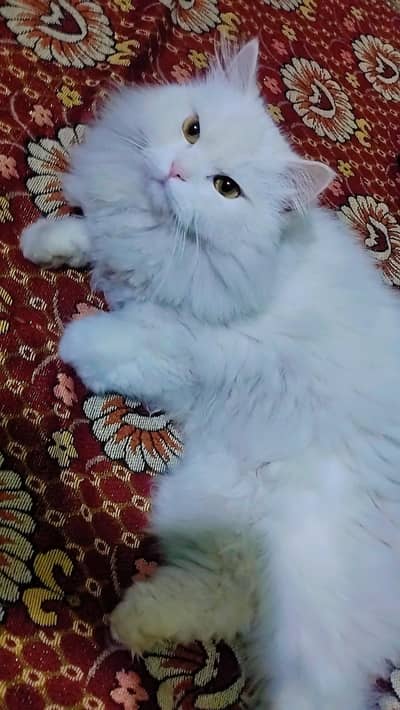 Triple coated Persian Male cat