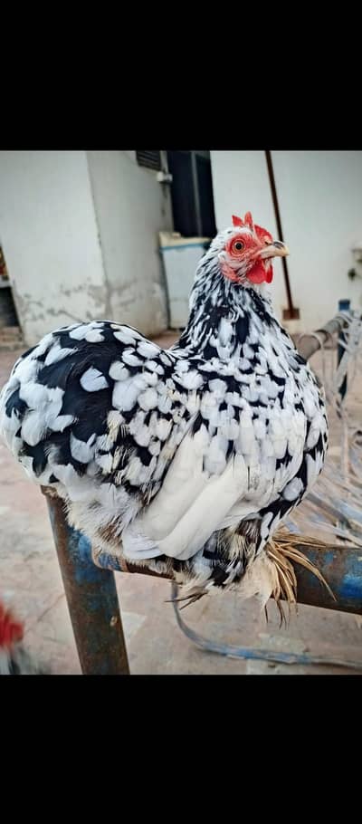 Quality Molted bantum breeder female