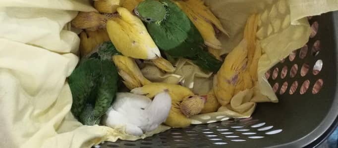 yellow ring neck parrots