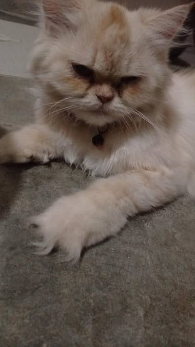 Persian cat