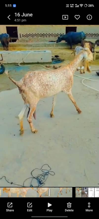 gabhan bakri for sale