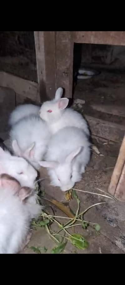 rabbit ache best quality khargush khargosh