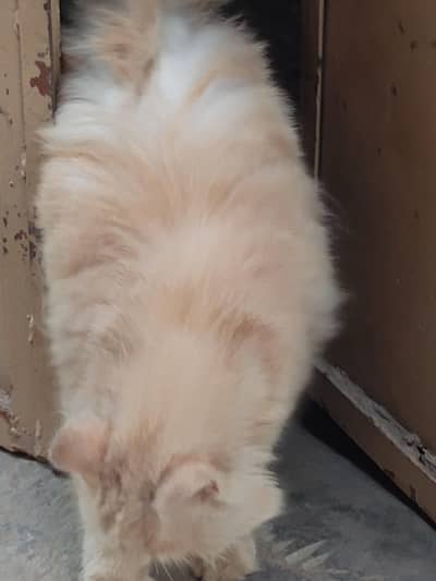 9 month female Persian cat